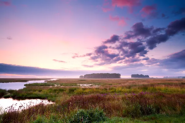 Alba sulla palude — Foto Stock