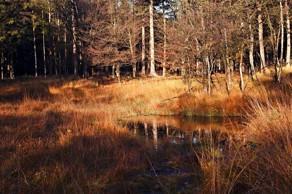 Влажное болото в осеннем лесу — стоковое фото