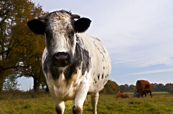 Grote koeien op de weide — Stockfoto