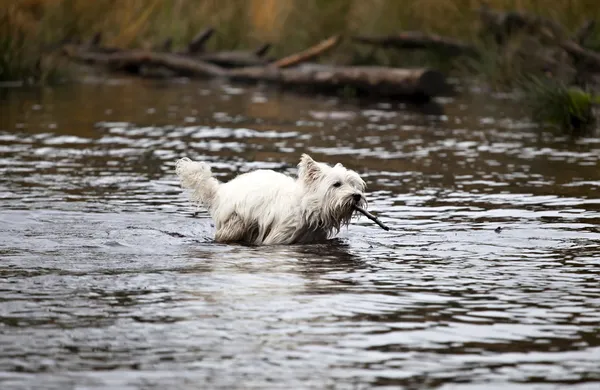 West Highland White Terrier nuota con bistecca — Foto Stock