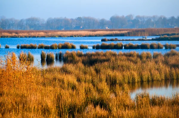 朝の草の沼地します。 — ストック写真