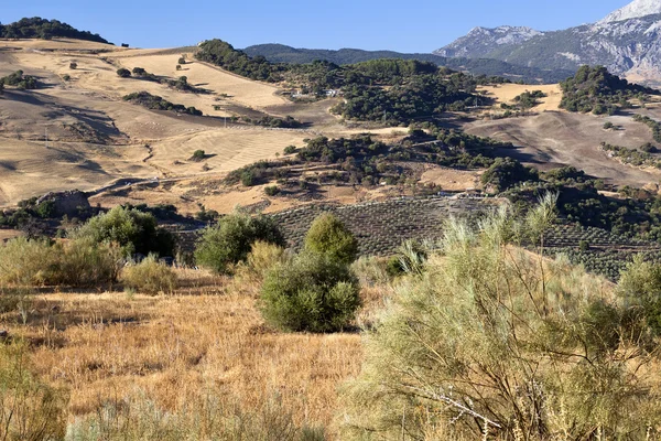 Paisaje rural andaluz — Foto de Stock