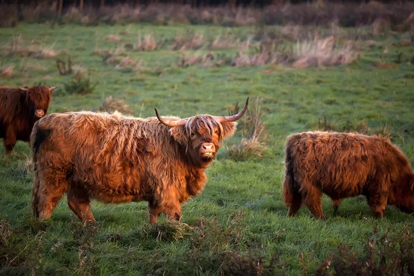 Highland cattle outdoors — Stock Photo, Image