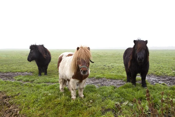 Tre söta ponny — Stockfoto