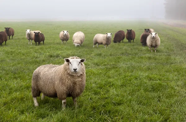 Holländische Schafe auf der Weide — Stockfoto