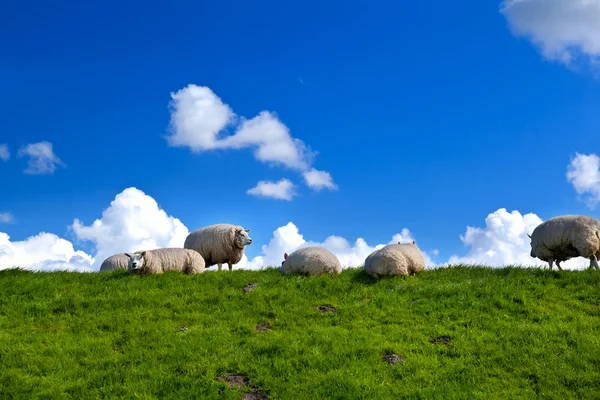 Pecora sul pascolo verde sopra il cielo blu — Foto Stock