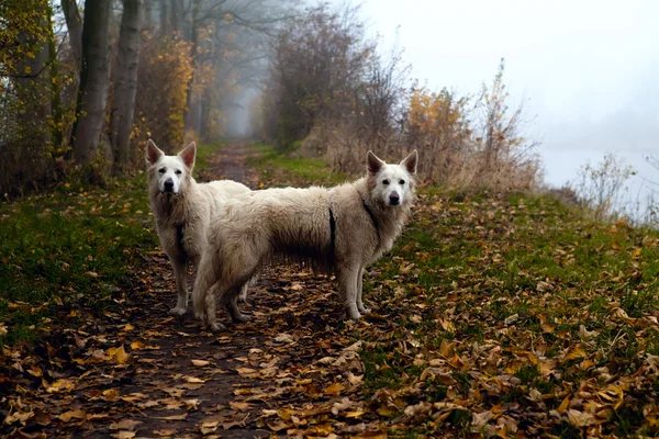 Дві великі білі собаки на туманному шляху — стокове фото