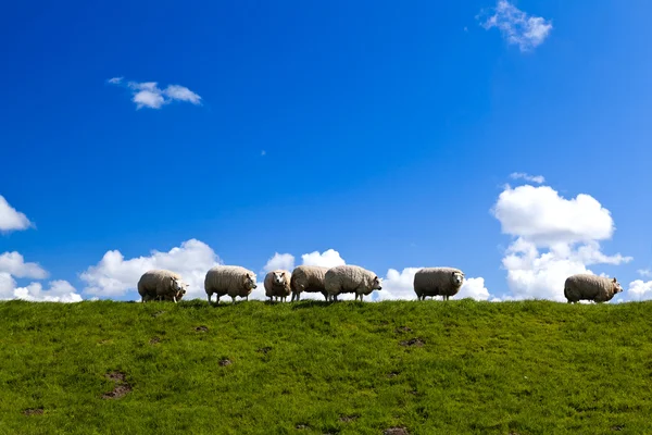 Dutch sheep on horizon — Stock Photo, Image