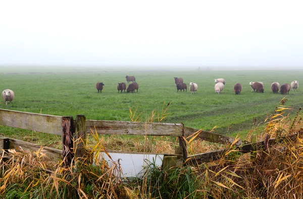 Holzzaun auf Weide mit Schafen — Stockfoto