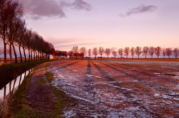 Lång träd skuggor på sunrise — Stockfoto