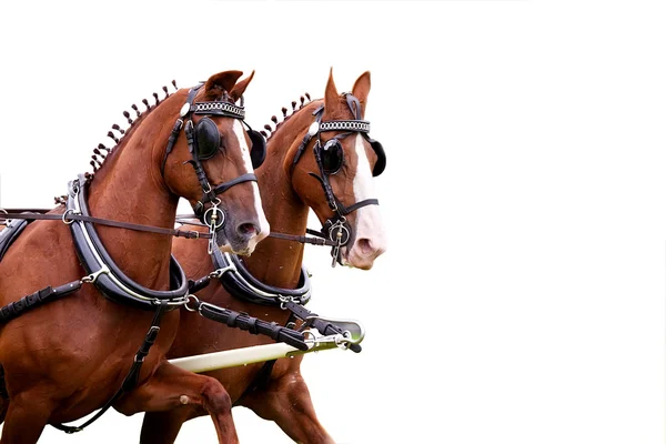 Пара запряженных лошадей — стоковое фото
