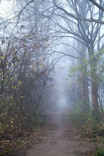 Stig i skogen med fog — Stockfoto
