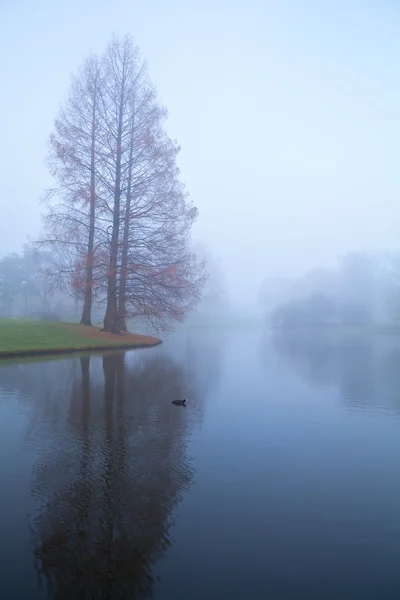 Trees and lake in fog — Stock Photo, Image