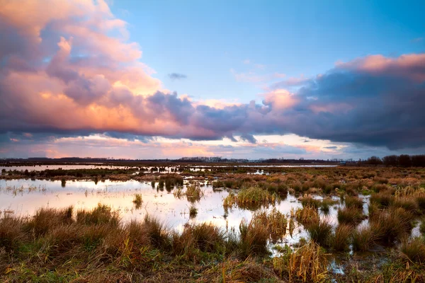 Pantano al amanecer dramático — Foto de Stock