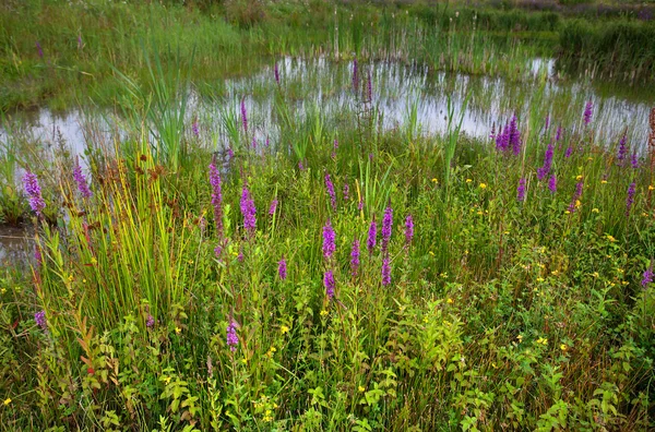 Lila Wildblumen im Freien — Stockfoto