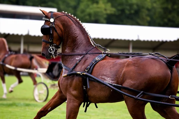 Pferd läuft auf Wettbewerb — Stockfoto