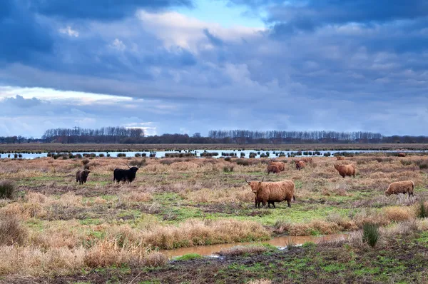 Skotský skot na loukách — Stock fotografie