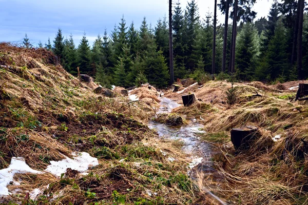 Kış orman Mountain creek — Stok fotoğraf