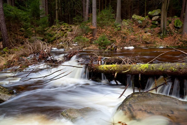 Fiume alpino veloce nella foresta — Foto Stock