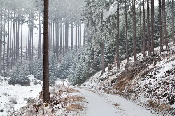 Lumimyrsky vanhassa metsässä — kuvapankkivalokuva