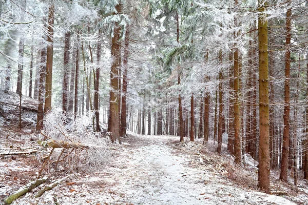 얼어붙은 소나무 숲에서 — 스톡 사진