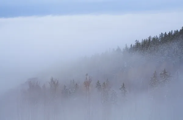 Bosque en niebla densa — Foto de Stock