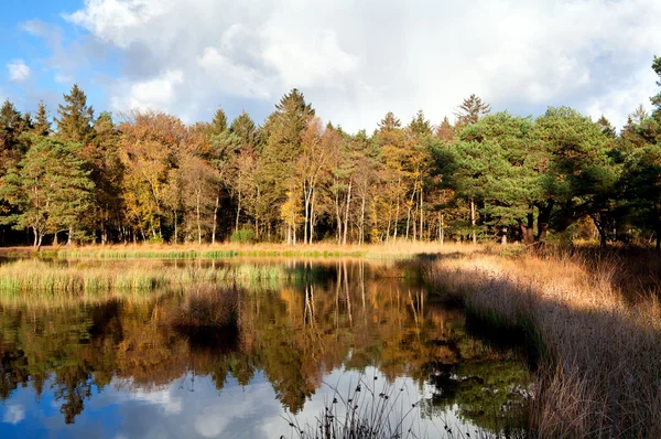 Kleiner Teich im Herbstwald — Stockfoto