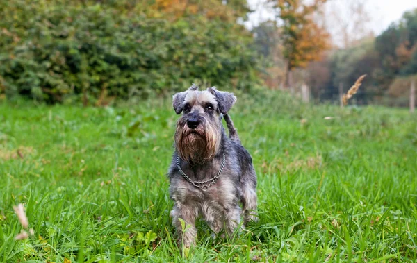 Schnauzer em miniatura ao ar livre — Fotografia de Stock