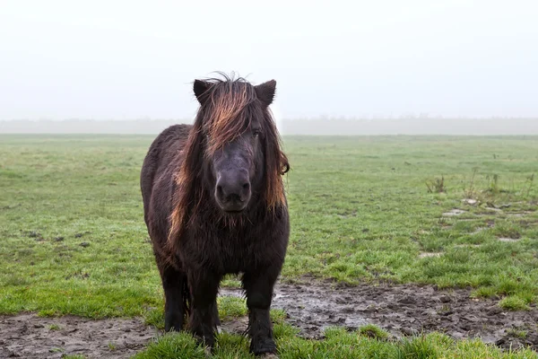 Pony auf der Weide im Nebel — Stockfoto