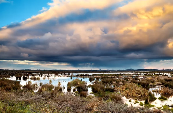 Coludscape over moeras — Stockfoto