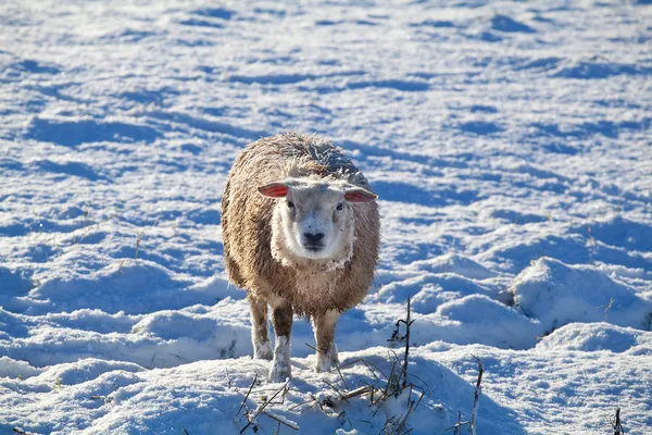 Милий голландського овець на снігу — стокове фото