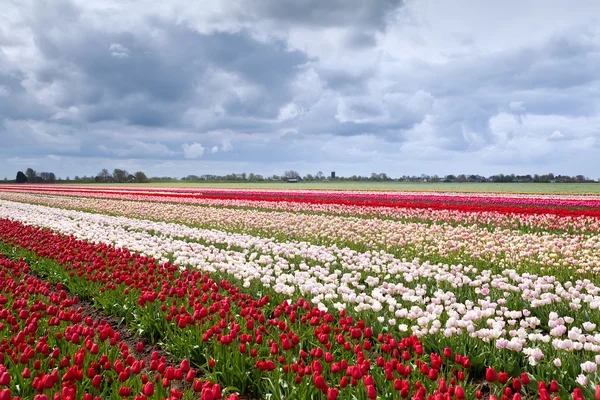 Tulpenvelden in Nederlandse boerderij — Stockfoto
