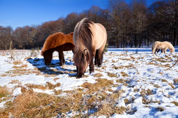 Ponny på vintern betar — Stockfoto