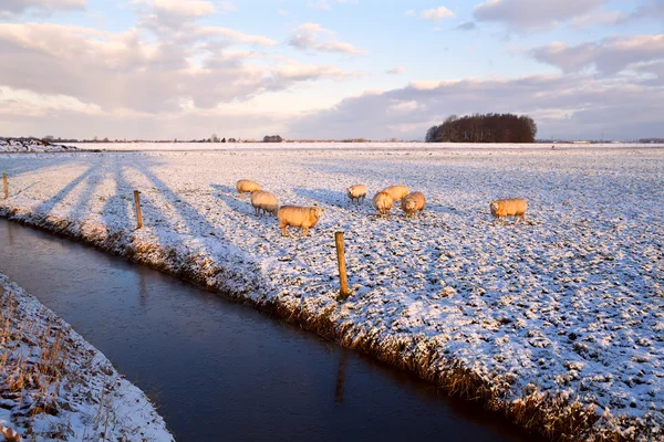 Koyun sürüsü kış mera üzerinde — Stok fotoğraf