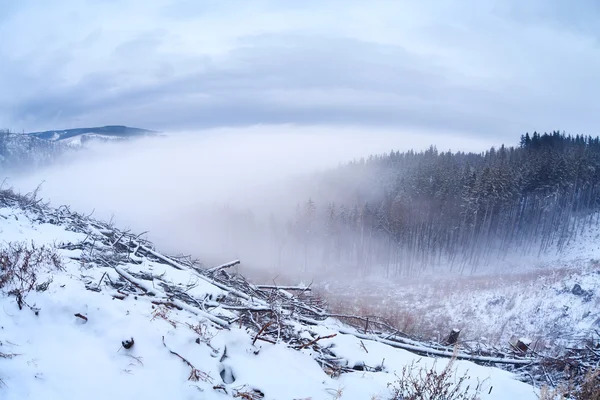 Harz montanha no inverno — Fotografia de Stock