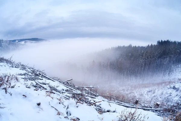 Harz mountainf το χειμώνα — Φωτογραφία Αρχείου