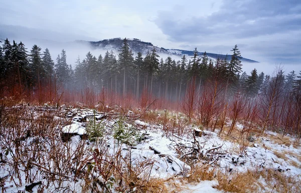 Harz mit Schnee bedeckt — Stockfoto