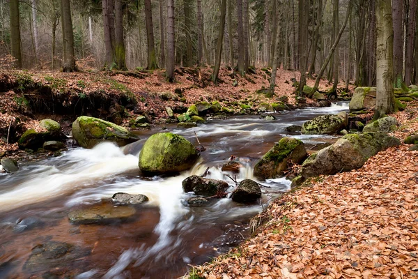 Snel alpine rivier in het forest — Stockfoto