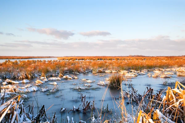 Frozen swamp in Drenthe — Stock Photo, Image