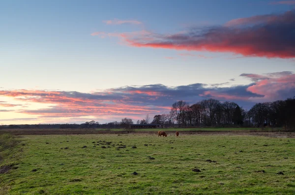 Schottische (Hochlandrinder) Rinder auf der Weide — Stockfoto