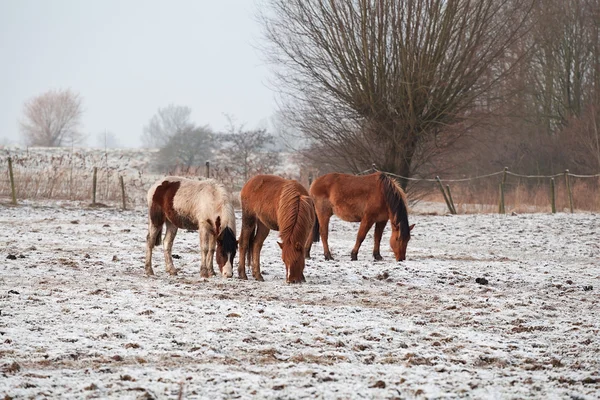 Hästar på snöiga betesmark — Stockfoto
