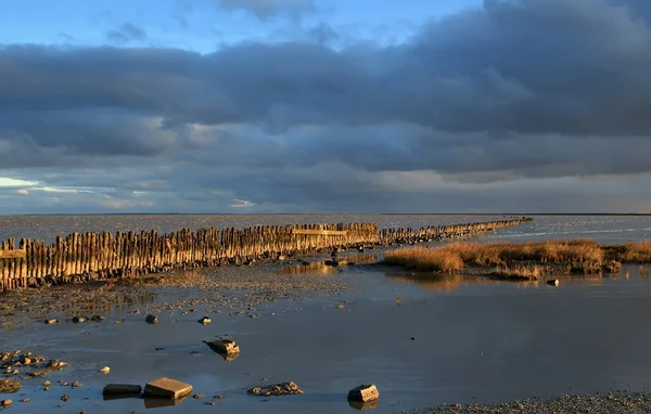 Old wooden dike (wave breaker) in North sea — Stock Photo, Image