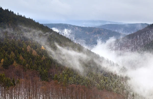 冬のハルツ山脈の霧 — ストック写真