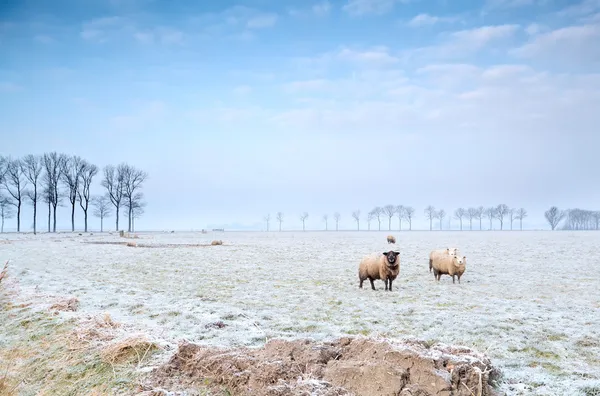 Owce na pastwisku zima — Zdjęcie stockowe