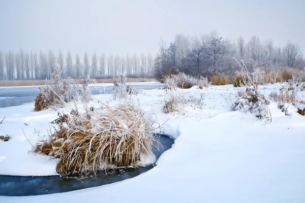 曇らされた植物と冬の雪 — ストック写真