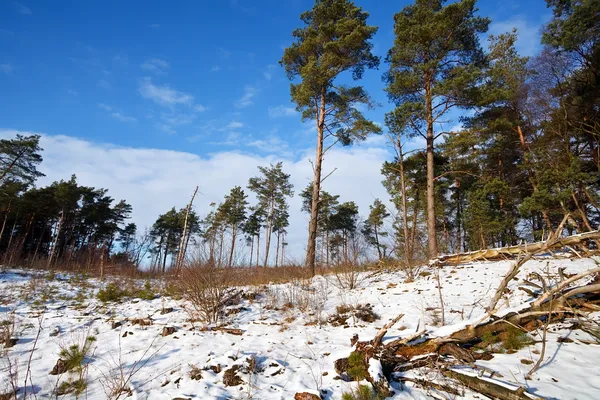 Barrträd vintern skog — Stockfoto