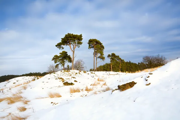 Sosna na snowy wzgórza — Zdjęcie stockowe