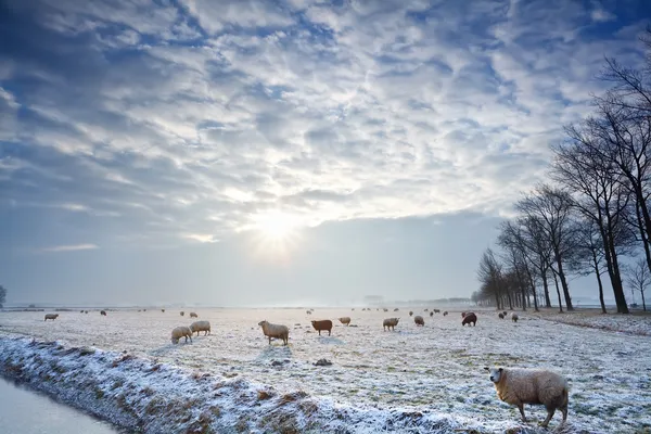 Rayons de soleil sur les pâturages d'hiver avec des moutons — Photo