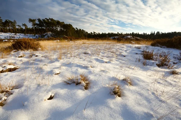 Sunny meadows in snow — Stock Photo, Image