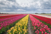mnoho barevné tulipány na polích